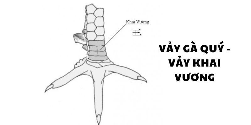 Vảy gà khai vương mang đến sức mạnh phi thường và dễ nhận biết